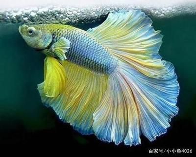 銀版魚繁殖期間如何防止公魚攻擊母魚？：銀版魚在繁殖期間攻擊母魚，這些方法可以預(yù)防和減少 細(xì)線銀板魚苗 第5張