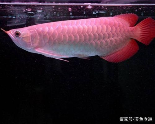 銀板魚適應新環(huán)境方法：銀板魚生態(tài)缸布置技巧 細線銀板魚苗 第2張