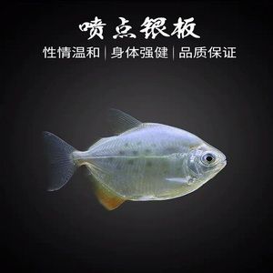 銀板魚苗疾病預防措施：銀板魚苗光照管理技巧,