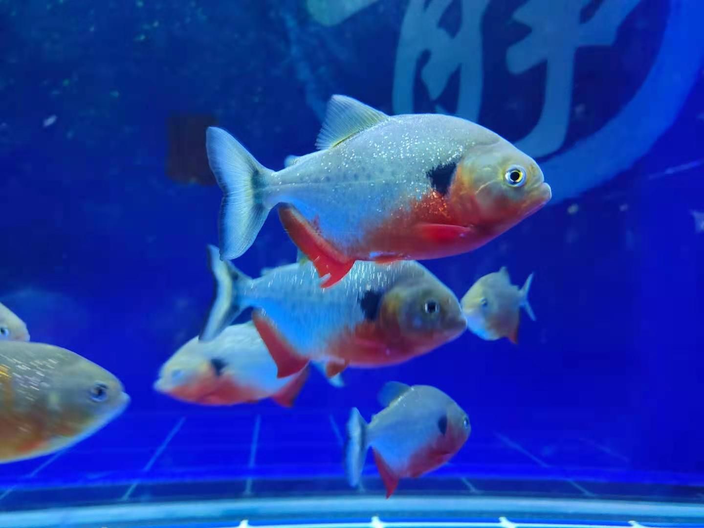 申古銀版魚混養(yǎng)水質(zhì)管理技巧：申古銀版魚混養(yǎng)常見疾病預(yù)防魚缸水質(zhì)檢測工具選擇指南