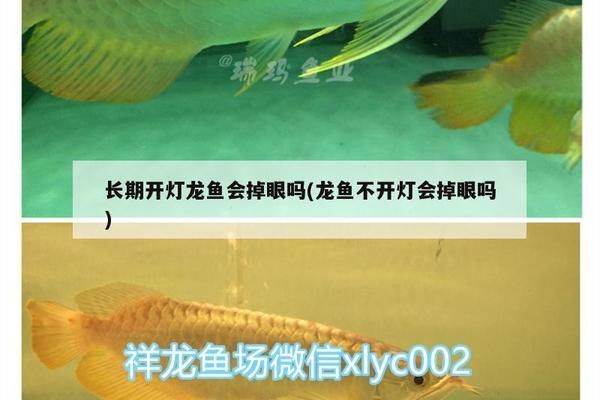 龍魚開燈時(shí)間長會(huì)掉眼嗎為什么會(huì)死：龍魚開燈時(shí)間過長會(huì)導(dǎo)致掉眼嗎