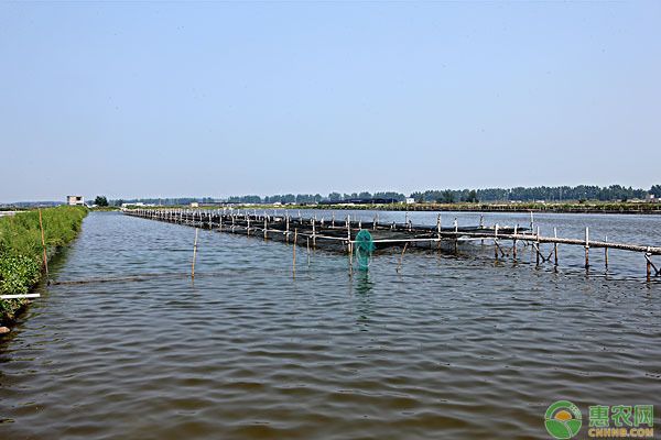 銀板魚繁殖后親魚護理：銀板魚繁殖后水質(zhì)管理技巧 細線銀板魚苗 第2張