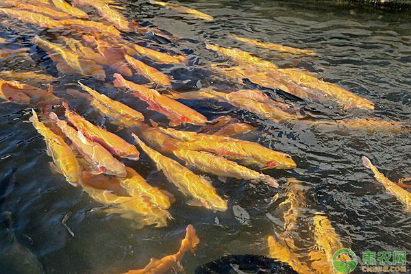 銀板魚繁殖后親魚護理：銀板魚繁殖后水質(zhì)管理技巧 細線銀板魚苗 第4張