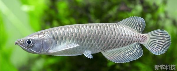 紅魔王銀版魚食物選擇：紅魔王銀版魚的食物選擇 細線銀板魚苗 第3張