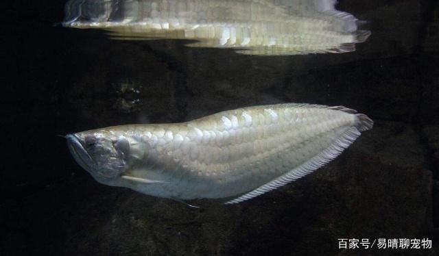 銀版魚繁殖后幼魚護理要點：銀版魚幼魚食性轉(zhuǎn)化期管理要點，銀版魚幼魚食性轉(zhuǎn)化期管理 細(xì)線銀板魚苗 第5張