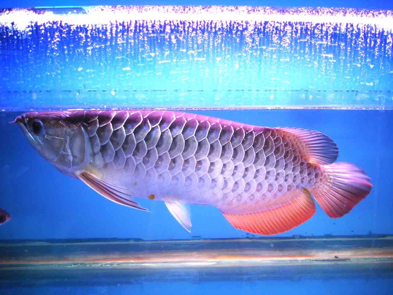 龍魚(yú)是淡水還是海水魚(yú)：龍魚(yú)是淡水魚(yú)而非海水魚(yú)，而非海水魚(yú)，龍魚(yú)在風(fēng)水中的寓意