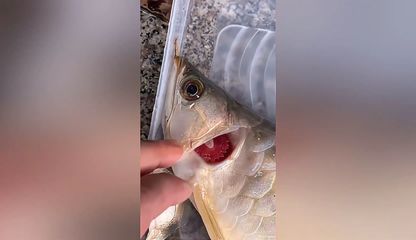 龍魚魚缸停電一天會死嗎為什么：龍魚魚缸停電一天，魚會死取決于多個因素，龍魚停電應急處理方法 龍魚百科 第2張