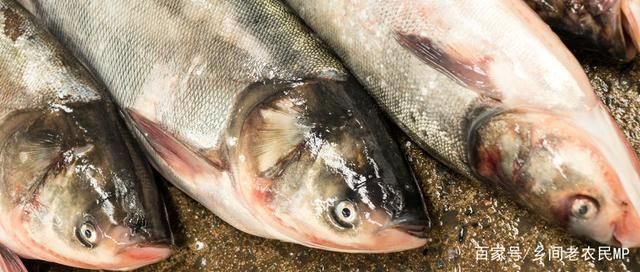 銀板魚繁殖期疾病預防：銀板魚繁殖期如何有效預防疾病 細線銀板魚苗 第5張