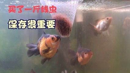 白子銀版魚飼料保存技巧：如何保存白子銀版魚飼料？