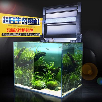 金龍魚一條多少錢一條：一條金龍魚大概多少錢？ 水族問答 第2張