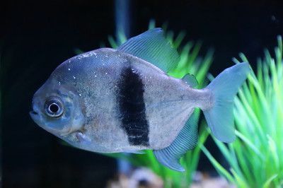 細線銀板魚餌料選擇指南：細線銀板魚繁殖期餌料配方,細線銀板魚病后康復餌料自制方法