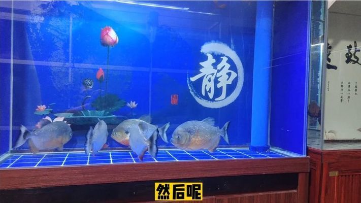 銀版魚換水后觀察要點：銀版魚換水之后的觀察要點 細線銀板魚苗 第2張