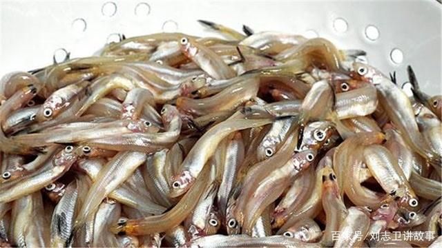 銀版魚繁殖后魚苗管理方法：銀版魚繁殖后的魚苗管理 細線銀板魚苗 第1張