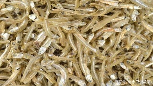 銀版魚繁殖后魚苗管理方法：銀版魚繁殖后的魚苗管理 細線銀板魚苗 第3張