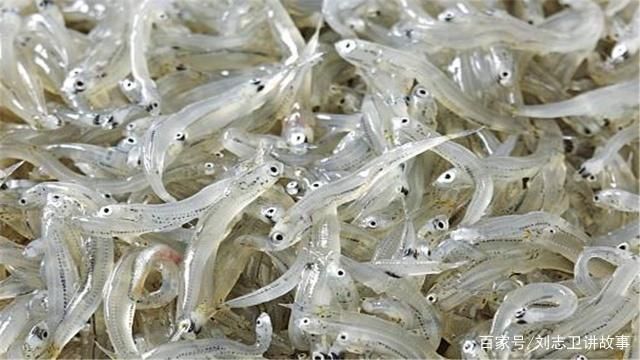 銀版魚繁殖后魚苗管理方法：銀版魚繁殖后的魚苗管理 細(xì)線銀板魚苗 第5張