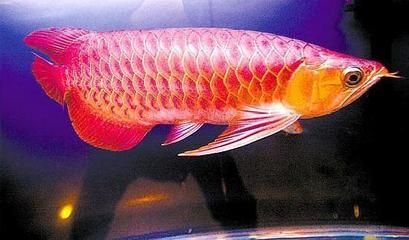 紅龍魚缸底色：紅色底色對紅龍魚的影響 紅龍魚百科 第4張