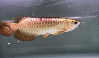 龍魚(yú)爛尾不吃食怎么辦：龍魚(yú)爛尾不吃食是怎么回事