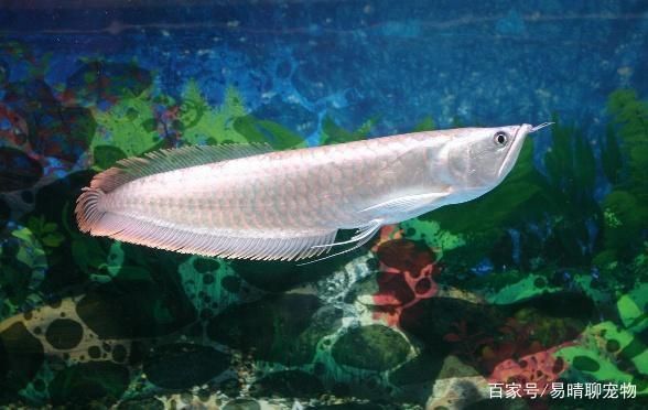 銀版魚(yú)繁殖后隔離技巧：銀版魚(yú)繁殖后如何保持安全和健康成長(zhǎng)銀版魚(yú)繁殖盒設(shè)計(jì)要點(diǎn) 細(xì)線銀板魚(yú)苗 第5張