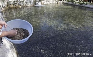 申古銀版魚(yú)飼料喂養(yǎng)技巧：申古銀版魚(yú)喂養(yǎng)技巧 細(xì)線銀板魚(yú)苗 第4張