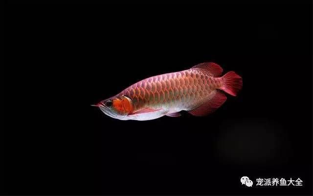 金龍魚銀龍魚紅龍魚的區(qū)別是什么：如何通過外觀來區(qū)分金龍、銀龍、紅龍魚 水族問答 第2張