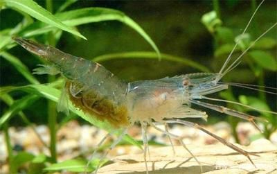 細(xì)線銀版魚(yú)繁殖期飼料選擇：細(xì)線銀版魚(yú)繁殖期水質(zhì)管理技巧細(xì)線銀版魚(yú)繁殖期水質(zhì)管理技巧 細(xì)線銀板魚(yú)苗 第1張