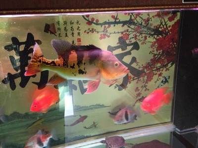 金龍魚銀龍魚紅龍魚的區(qū)別在哪里：金龍魚、銀龍魚、紅龍魚和紅龍魚在外觀上有哪些區(qū)別 水族問答 第1張