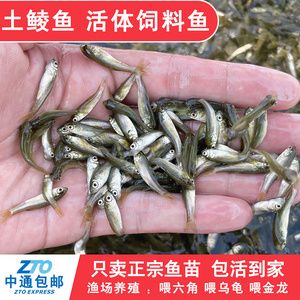 申古銀版魚活餌飼料搭配：申古銀版魚活餌安全檢測方法，申古銀版魚營養(yǎng)均衡搭配方案 細線銀板魚苗 第3張