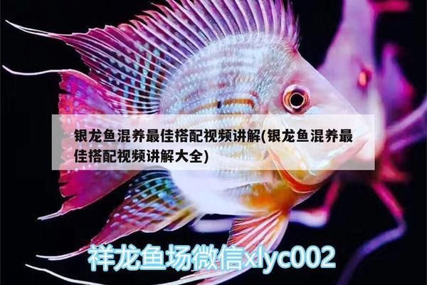 申古銀版魚混養(yǎng)食物選擇指南：申古銀版魚在混養(yǎng)時需要注意與其他魚類兼容性的兼容性 細(xì)線銀板魚苗 第1張