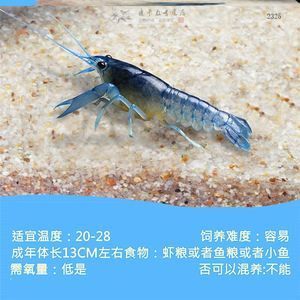 申古銀版魚混養(yǎng)食物選擇指南：申古銀版魚在混養(yǎng)時需要注意與其他魚類兼容性的兼容性 細(xì)線銀板魚苗 第5張