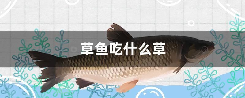 紅勾銀版魚繁殖飼料品牌推薦：紅勾銀版魚繁殖飼料品牌推薦：紅勾銀版魚繁殖飼料品牌推薦 細線銀板魚苗 第3張