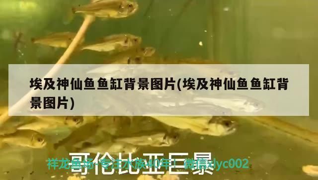 銀鼓魚苗混養(yǎng)水質(zhì)管理技巧：銀鼓魚混養(yǎng)水溫控制要點(diǎn) 龍魚百科 第4張