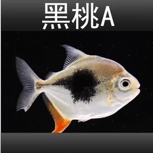 細(xì)線銀板魚苗礦物質(zhì)攝取途徑：細(xì)線銀板魚苗的礦物質(zhì)攝取途徑 細(xì)線銀板魚苗 第5張