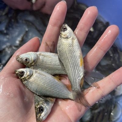 巴西鯛魚苗地區(qū)價格對比：2024年不同地區(qū)巴西鯛魚苗價格對比 龍魚百科 第1張