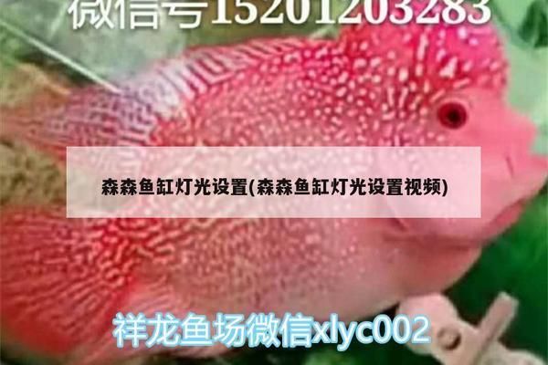 龍魚燈光使用方法視頻講解：紅龍魚燈光使用方法視頻講解龍魚燈光的使用方法和技巧 龍魚百科