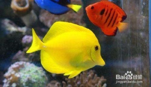 金龍魚英文怎么讀：金龍魚的一般性問題 水族問答 第1張