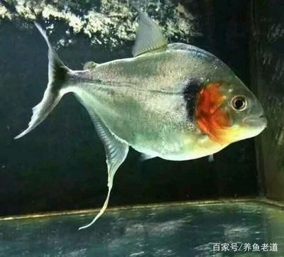 龍魚配燕魚好不好：龍魚與燕魚混養(yǎng)注意事項(xiàng)清單龍魚攻擊燕魚攻擊燕魚 龍魚百科 第2張