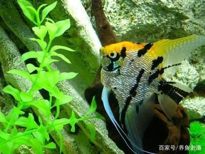 龍魚配燕魚好不好：龍魚與燕魚混養(yǎng)注意事項(xiàng)清單龍魚攻擊燕魚攻擊燕魚 龍魚百科 第5張