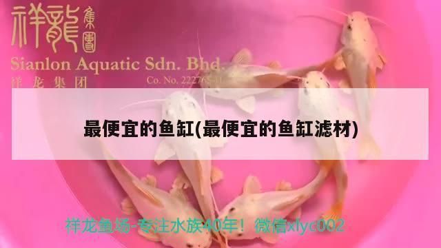 紅龍魚用什么顏色的缸底：關(guān)于紅龍魚缸底顏色選擇的詳細(xì)分析 紅龍魚百科 第1張