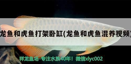 龍魚與虎魚混養(yǎng)打架：如何判斷龍魚和虎魚是否適合混養(yǎng)？ 龍魚百科 第5張