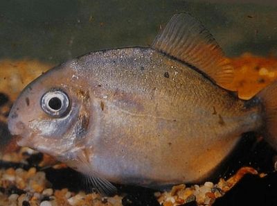 銀板魚繁殖后飲食管理：銀板魚在繁殖后的飲食管理至關(guān)重要 細(xì)線銀板魚苗 第3張