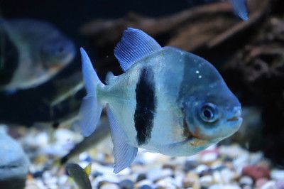 銀板魚繁殖后飲食管理：銀板魚在繁殖后的飲食管理至關(guān)重要 細(xì)線銀板魚苗 第5張