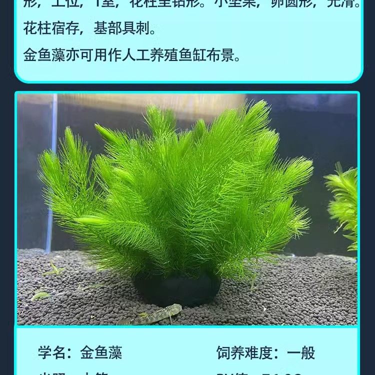 金龍魚用多大的魚缸合適：如何為金魚選擇合適的魚缸尺寸 水族問答 第1張