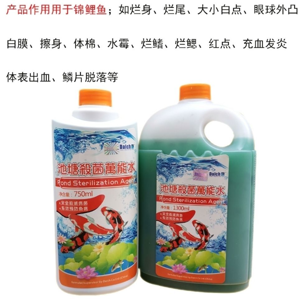 如何預(yù)防龍鳳鯉魚白膜?。喝绾晤A(yù)防龍鳳鯉魚白膜病的發(fā)生 龍魚百科 第2張