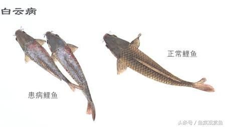 如何預(yù)防龍鳳鯉魚白膜病：如何預(yù)防龍鳳鯉魚白膜病的發(fā)生 龍魚百科 第6張