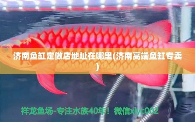 紅魔王銀版魚水質(zhì)檢測頻率：紅魔王銀版魚的水質(zhì)檢測頻率 細(xì)線銀板魚苗 第5張