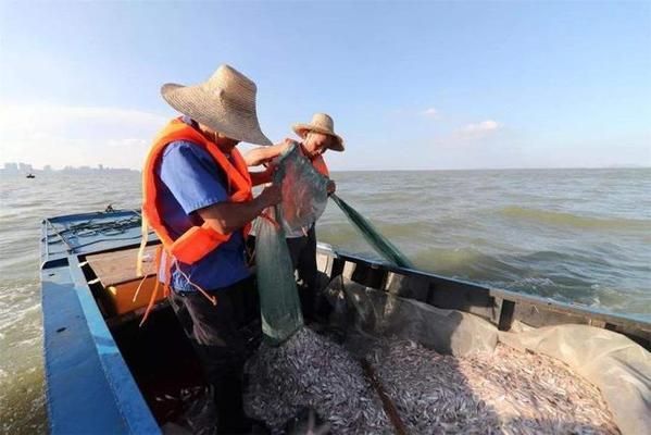 銀版魚繁殖技巧分享：銀板魚繁殖環(huán)境優(yōu)化技巧 細線銀板魚苗 第3張