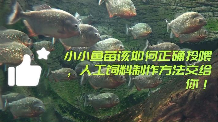 細(xì)線(xiàn)銀板魚(yú)苗飼料自制方法：細(xì)線(xiàn)銀板魚(yú)苗飼料保存技巧 細(xì)線(xiàn)銀板魚(yú)苗 第4張