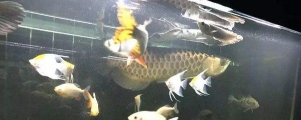 金龍魚用嘴巴生小魚：關(guān)于金龍魚繁殖的幾個(gè)疑問 水族問答 第1張