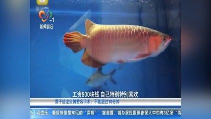 金龍魚優(yōu)勢：關(guān)于金龍魚的問題 水族問答 第2張