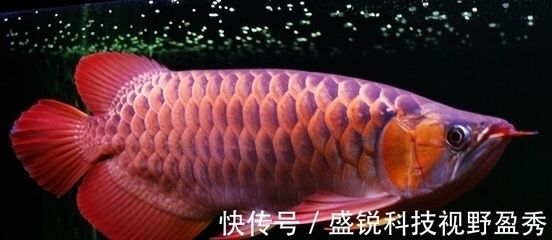 足赤紅龍魚：足赤紅龍魚最佳飼養(yǎng)環(huán)境,足赤紅龍魚選購技巧 紅龍魚百科 第5張